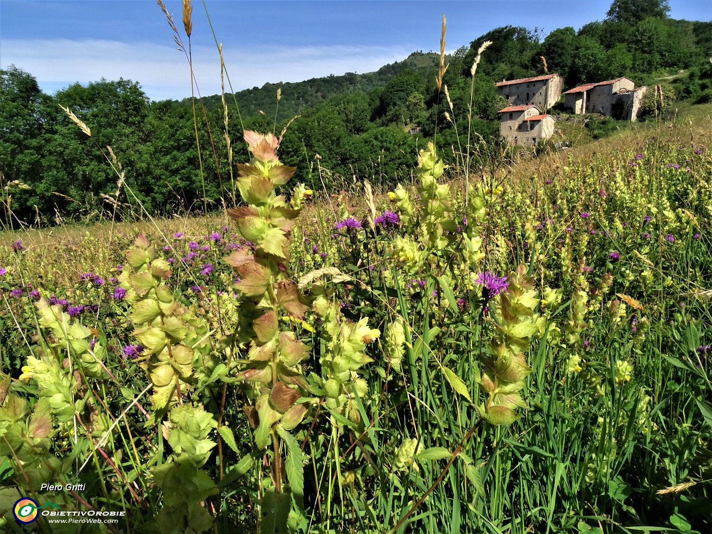 07  Rhinanthus (Testa di gallo) nei prati del Crosnello (1094 m) .JPG